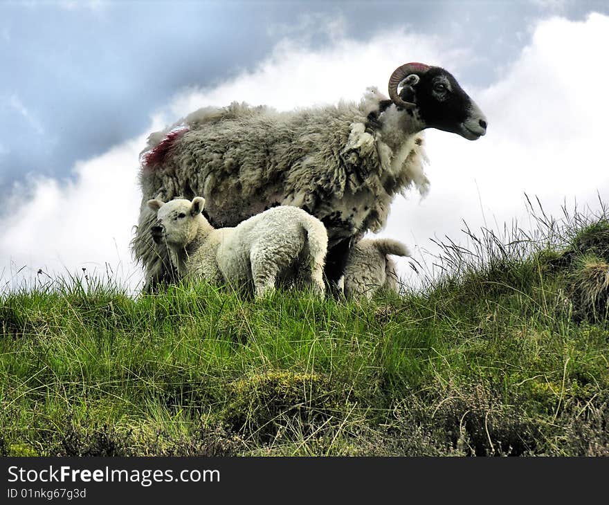 Portrait of female sheep with her lambs - with cloudy sky background and rough meadow grass foreground. Portrait of female sheep with her lambs - with cloudy sky background and rough meadow grass foreground