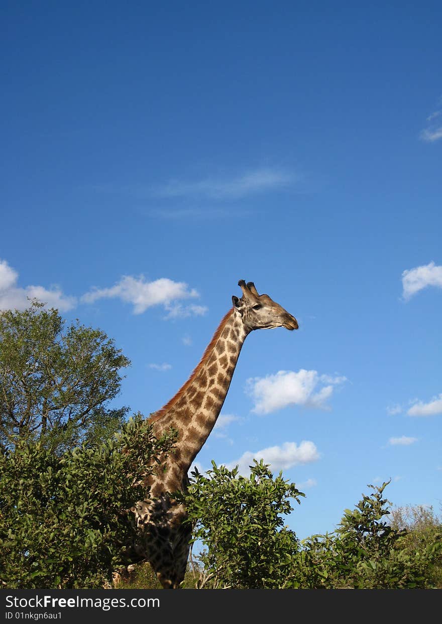 A lone giraffe walking in the Kruger park in South Africa. Made a portrait shot of it.