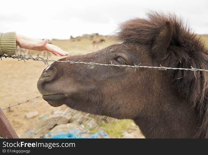 Head of black small horse and woman hand. Head of black small horse and woman hand