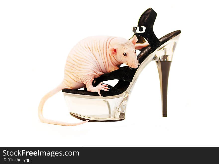 Sphinx Rat On A Shoe