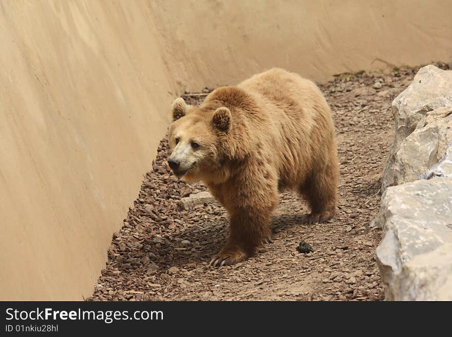 Bear in italian animal parc