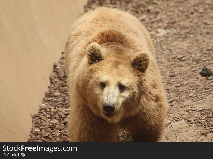 Bear in italian animal parc