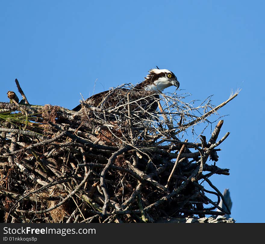 The osprey (pandion haliaetus) is sometimes referred to as the fish hawk or fish eagle.