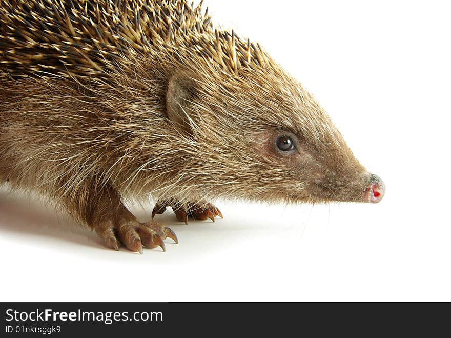 Hedgehog