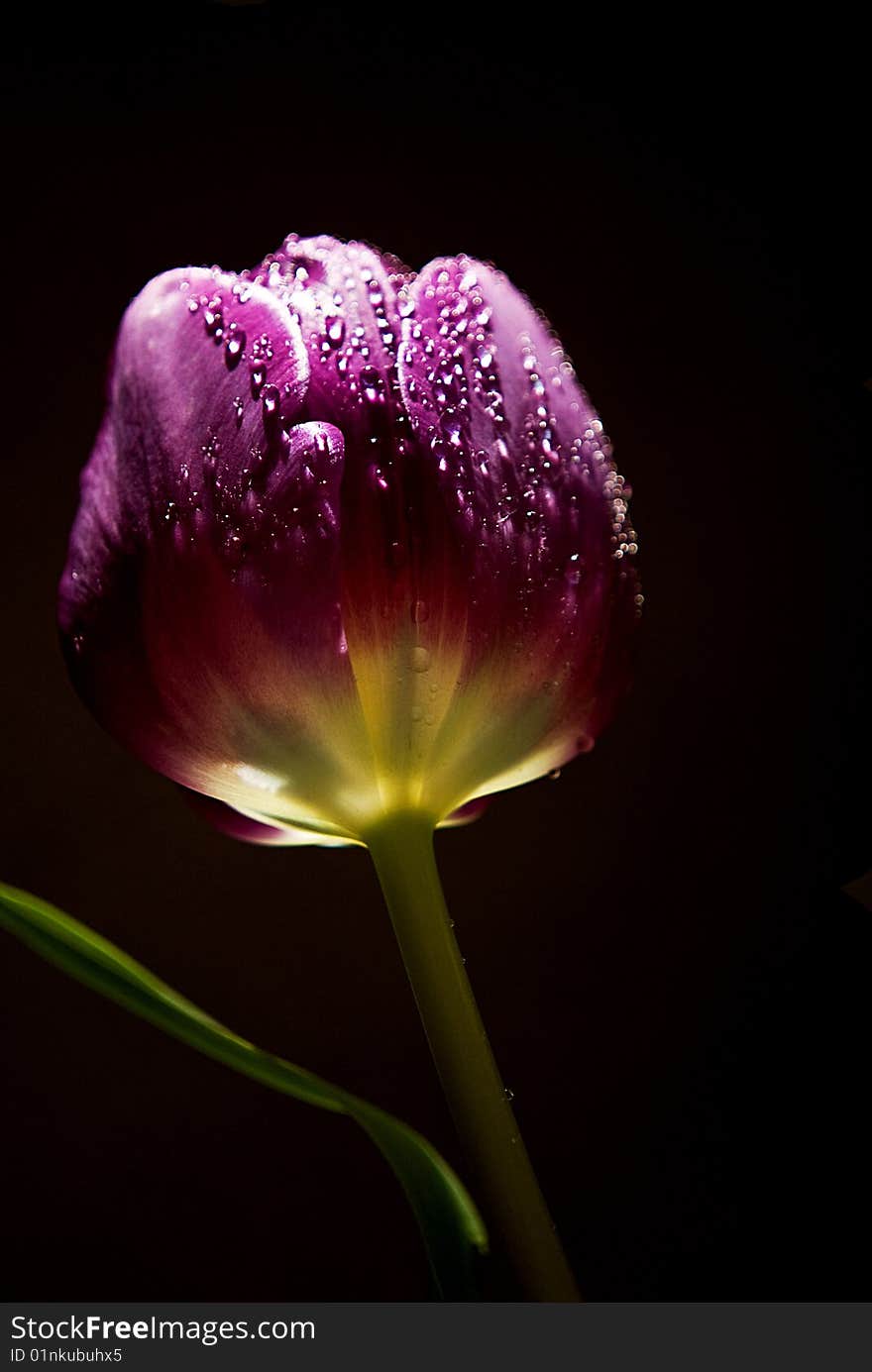 Lavendar Tulip