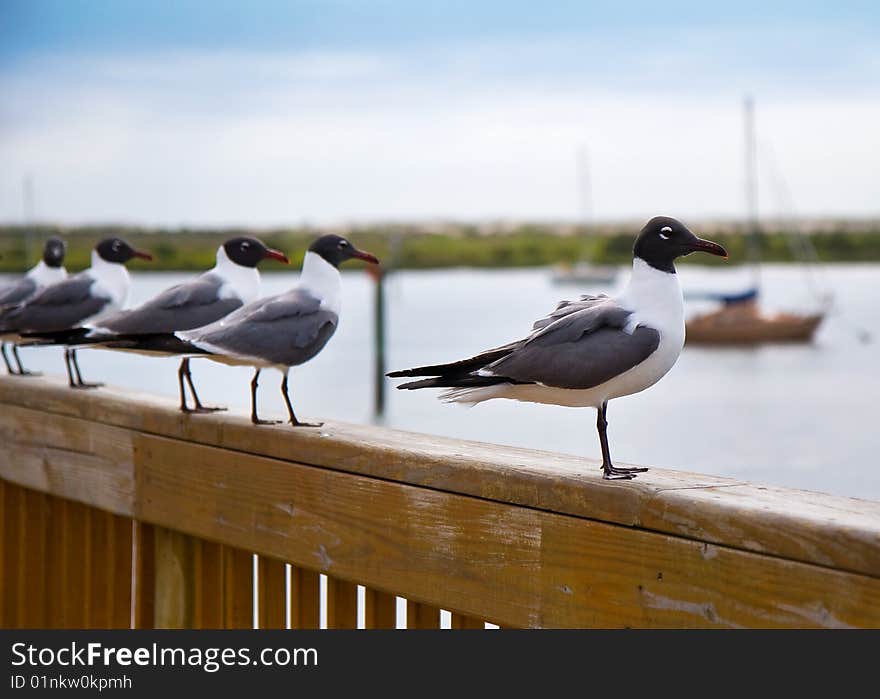 Selective focus Seagulls lining up on the pier for the morning catch on pier at St. Augustine, FL. Selective focus Seagulls lining up on the pier for the morning catch on pier at St. Augustine, FL