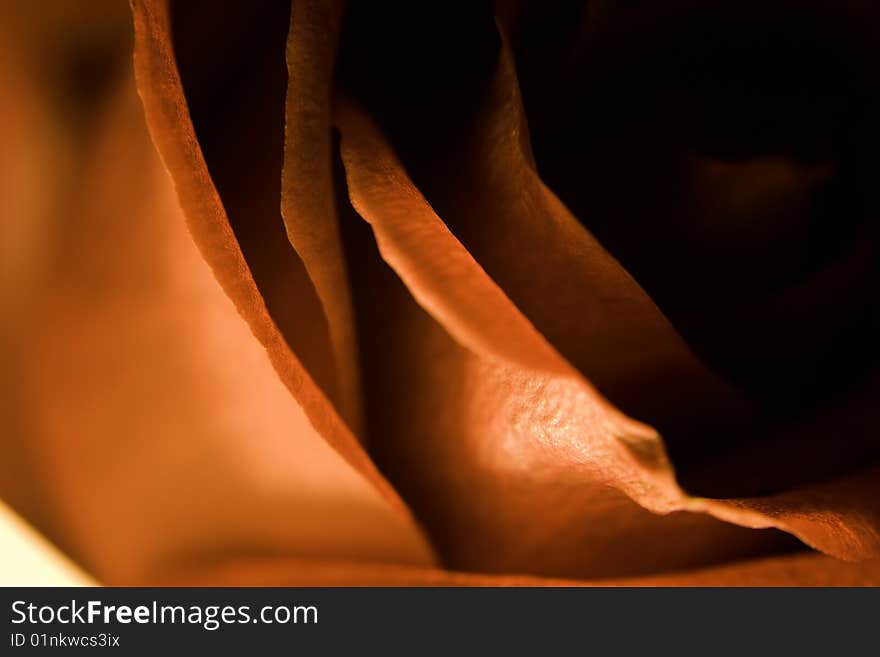 Close up on the pellets of a red rose. Close up on the pellets of a red rose