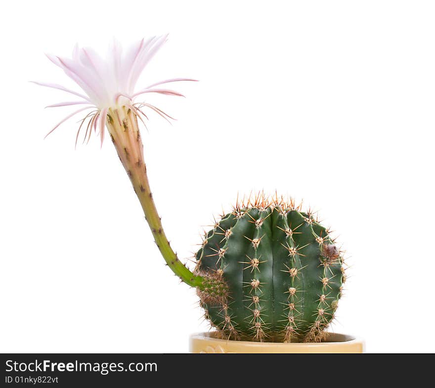 Close-up blossoming cactus with white flower