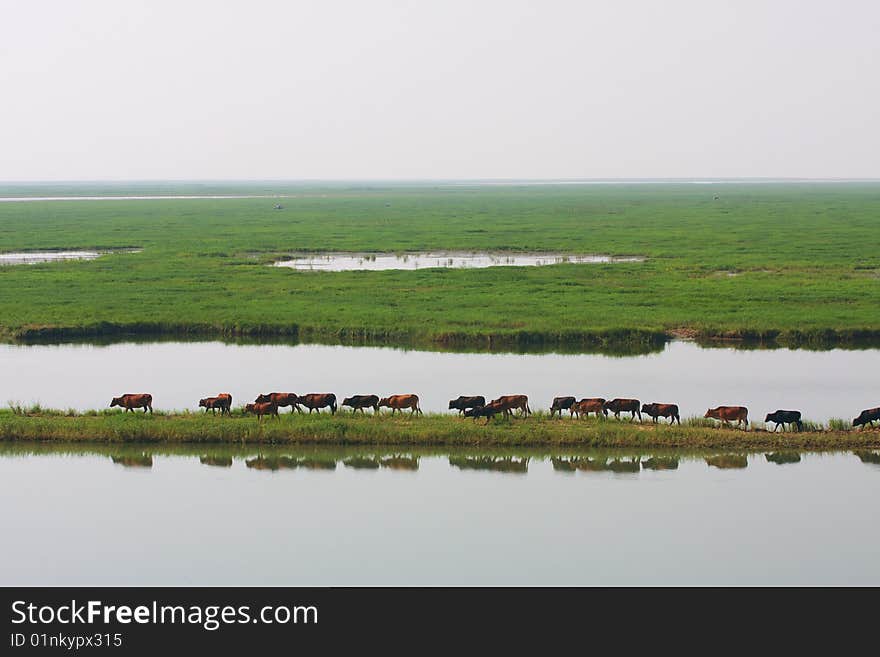 A group of carabaos are walking near the lake