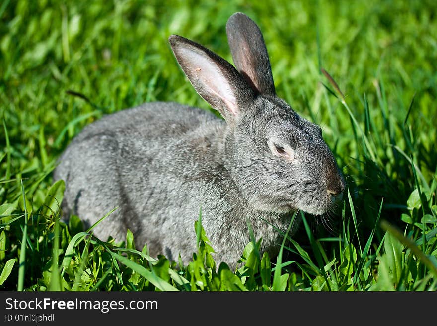 Gray rabbit in grass