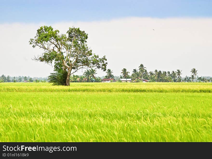 Asia Paddy Field Series 5