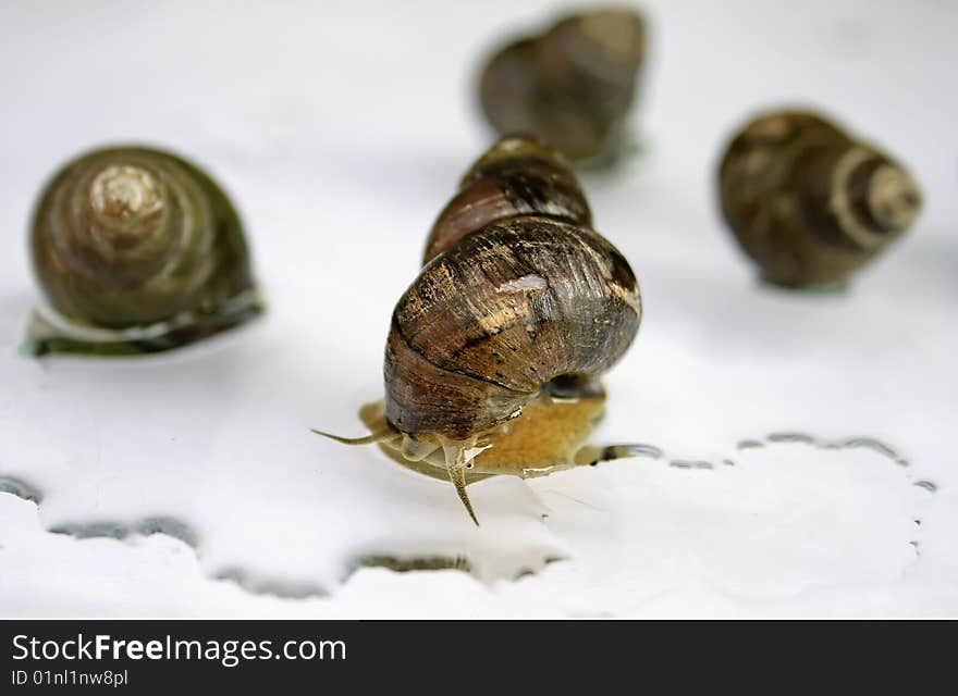 Lake shell on a white background