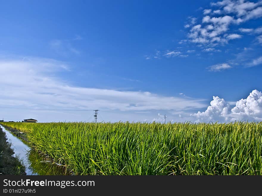 Asia Paddy Field Series 7