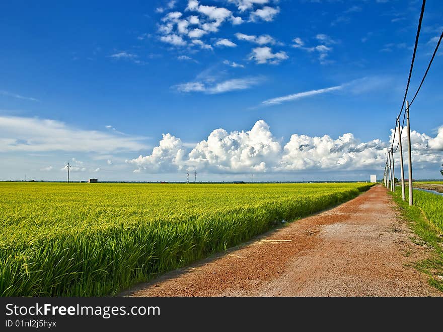 Asia Paddy Field Series 7