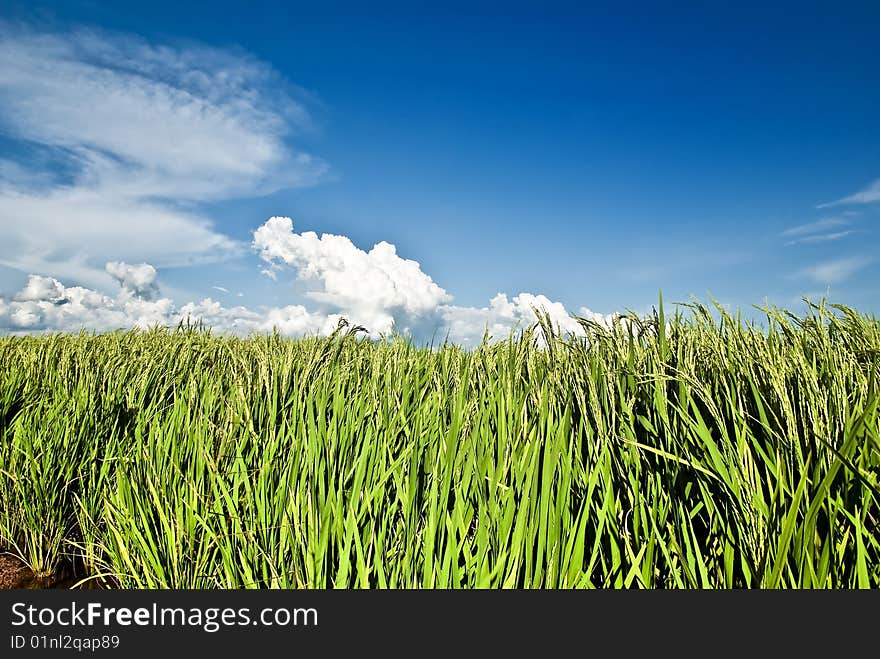 Asia Paddy Field Series 7