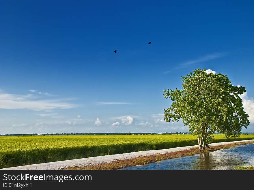 Asia Paddy Field Series 6