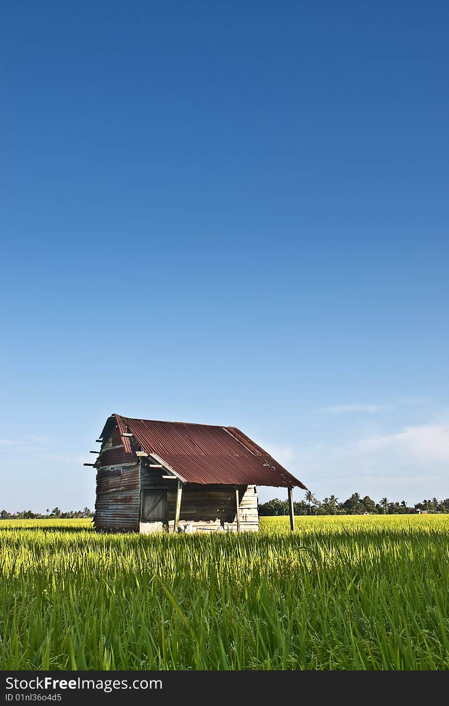 Asia Paddy Field Series 7