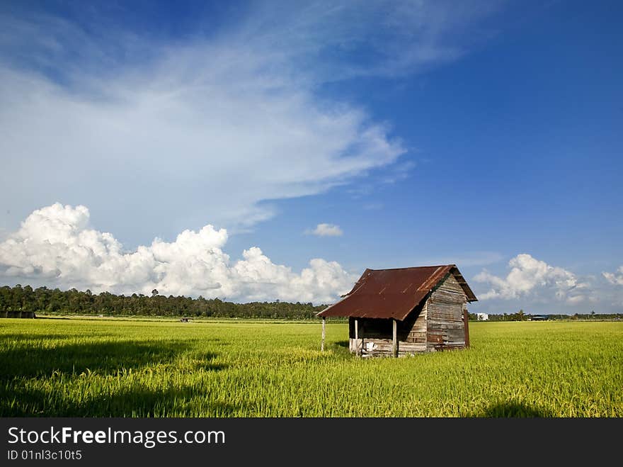 Asia Paddy Field Series 7