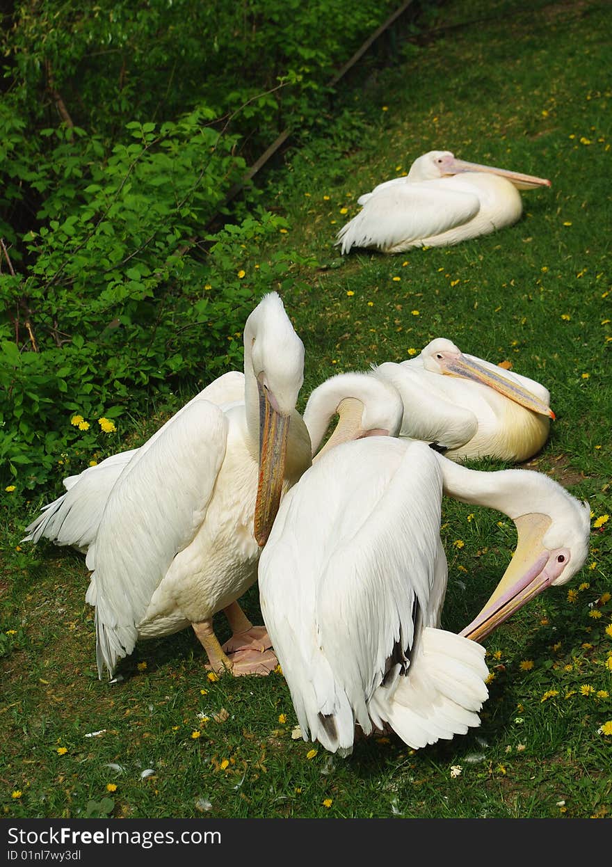 White Pelican Birds