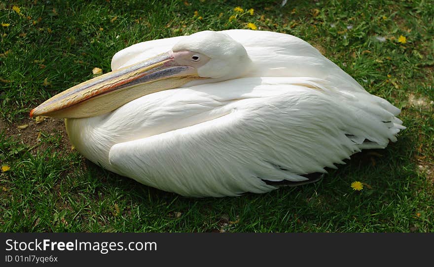 White pelican bird