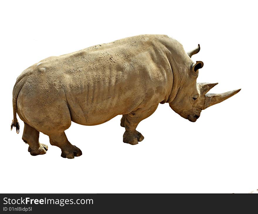 Rhinoceros isolated on white background