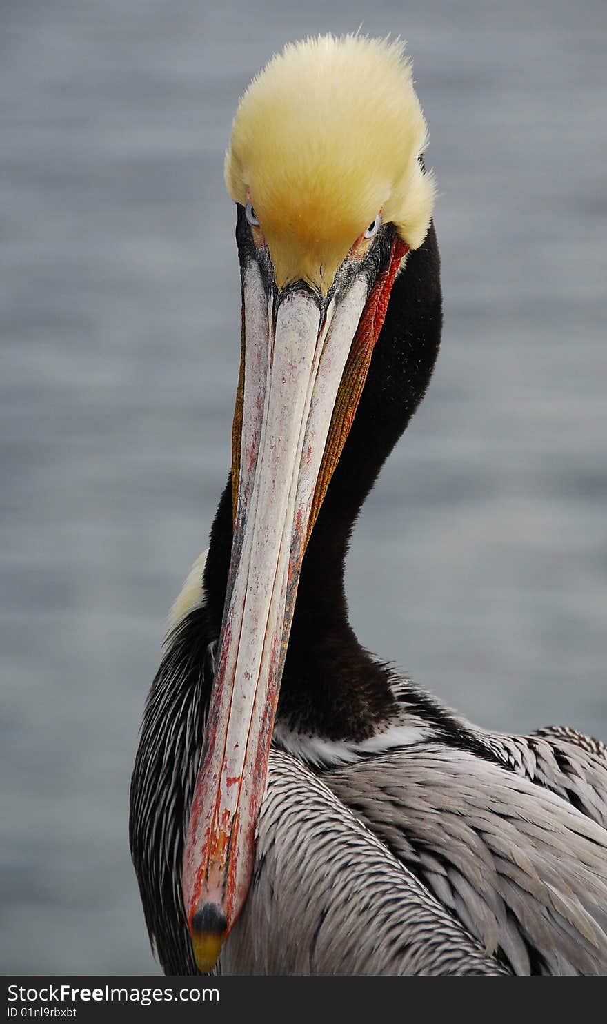 Pelican