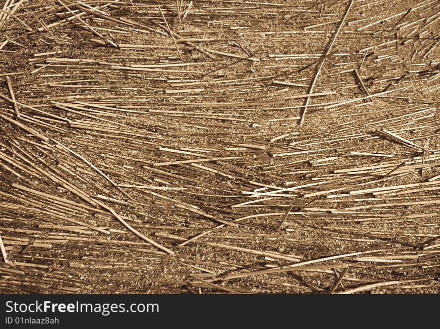 Autumn grass texture