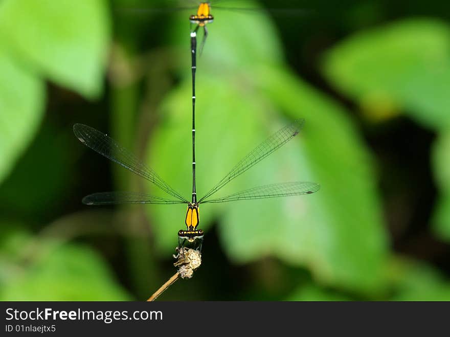 Damselfly mix with green color