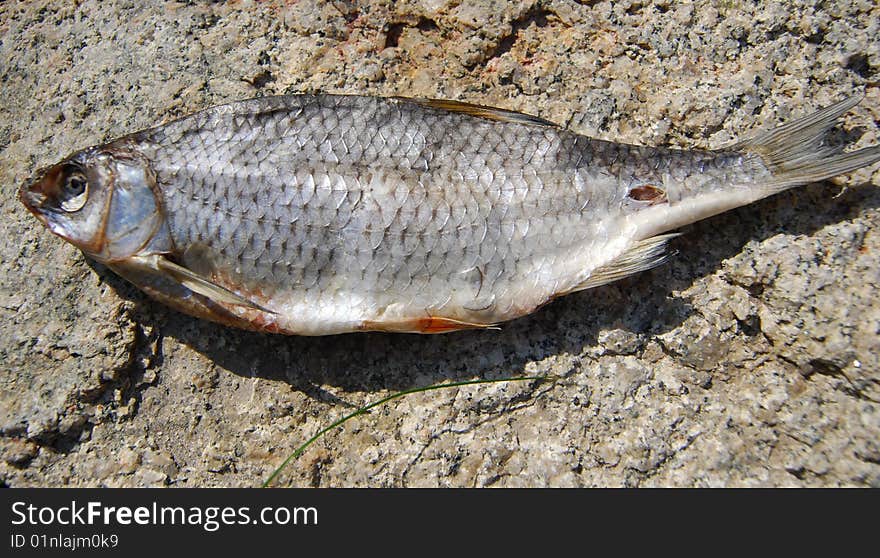 Close-up dried fish under sunlight on the stone