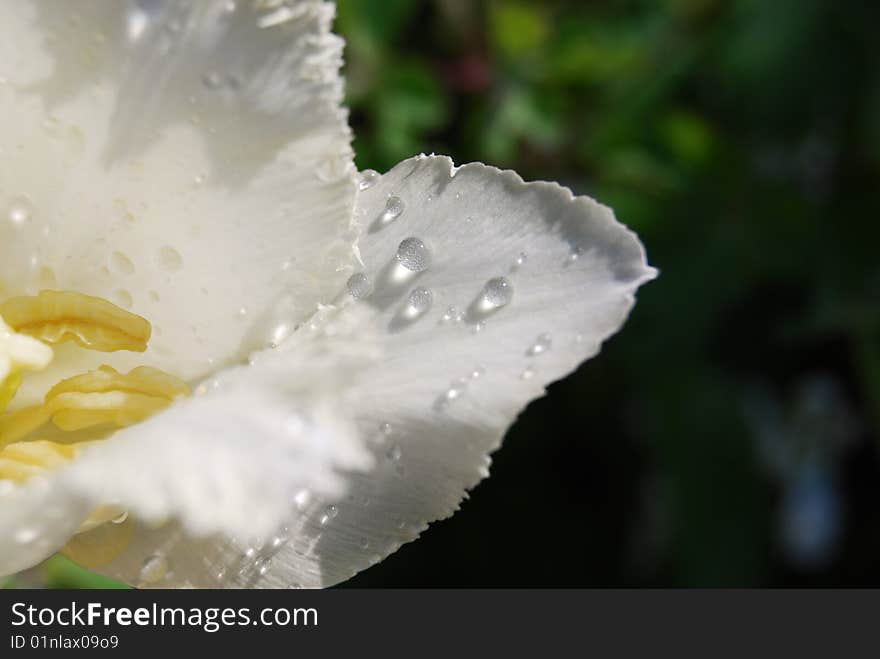Drops of water on white tulip. Drops of water on white tulip