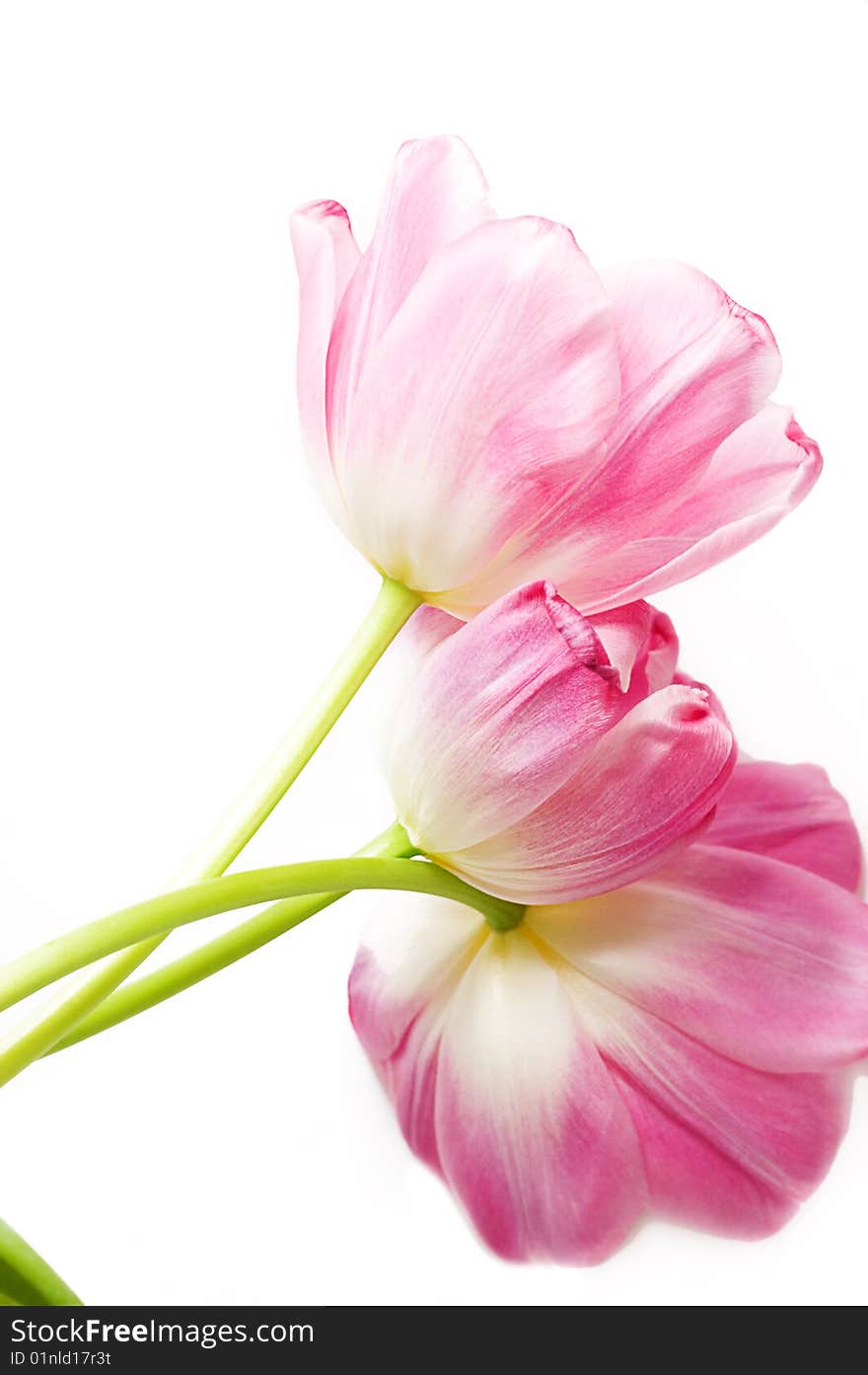 Some opened pink tulips over white with it's back