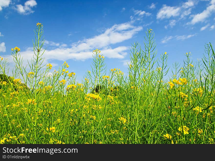 Blue, white, green and yellow colors of summer