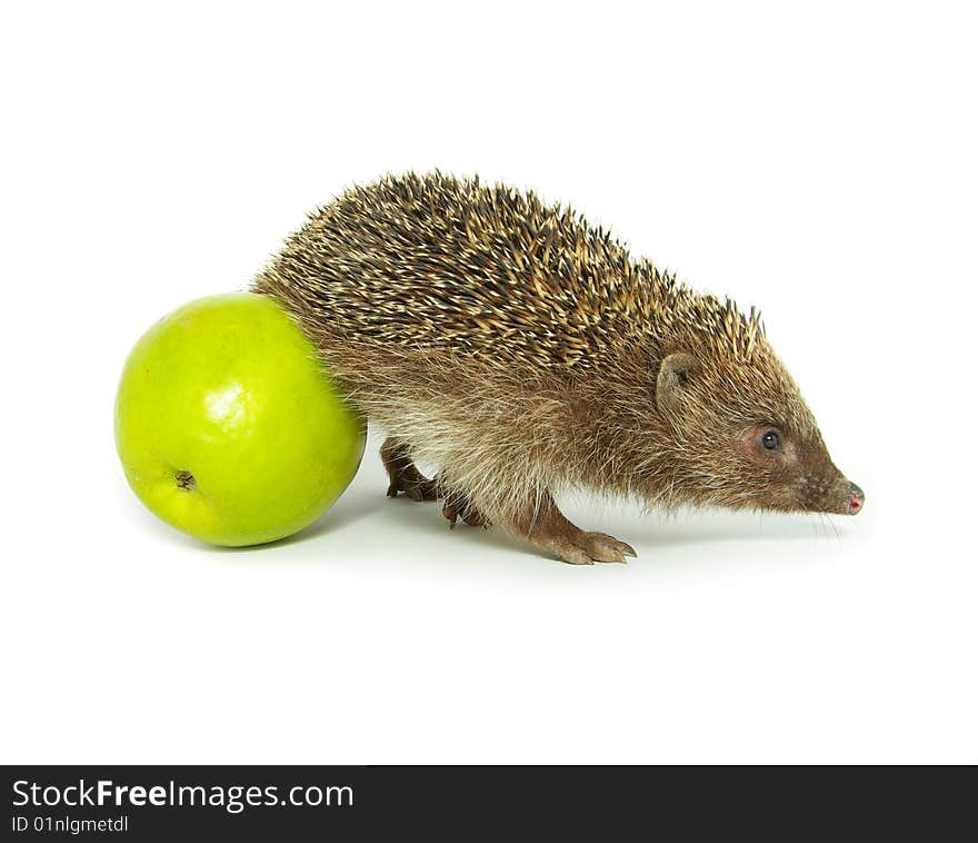 Hedgehog And Apple