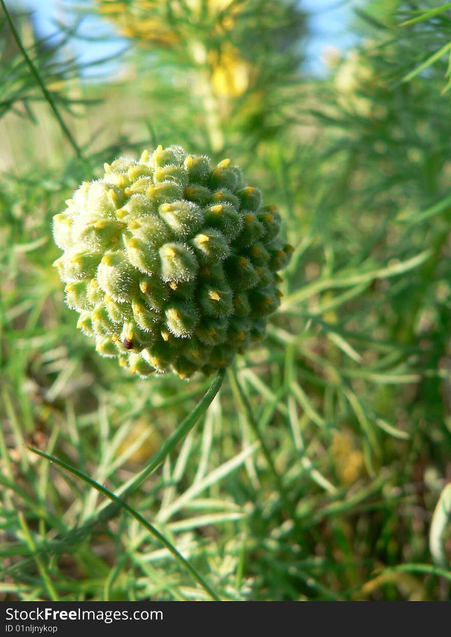 Bearing Adonis vernalis in nature preserve