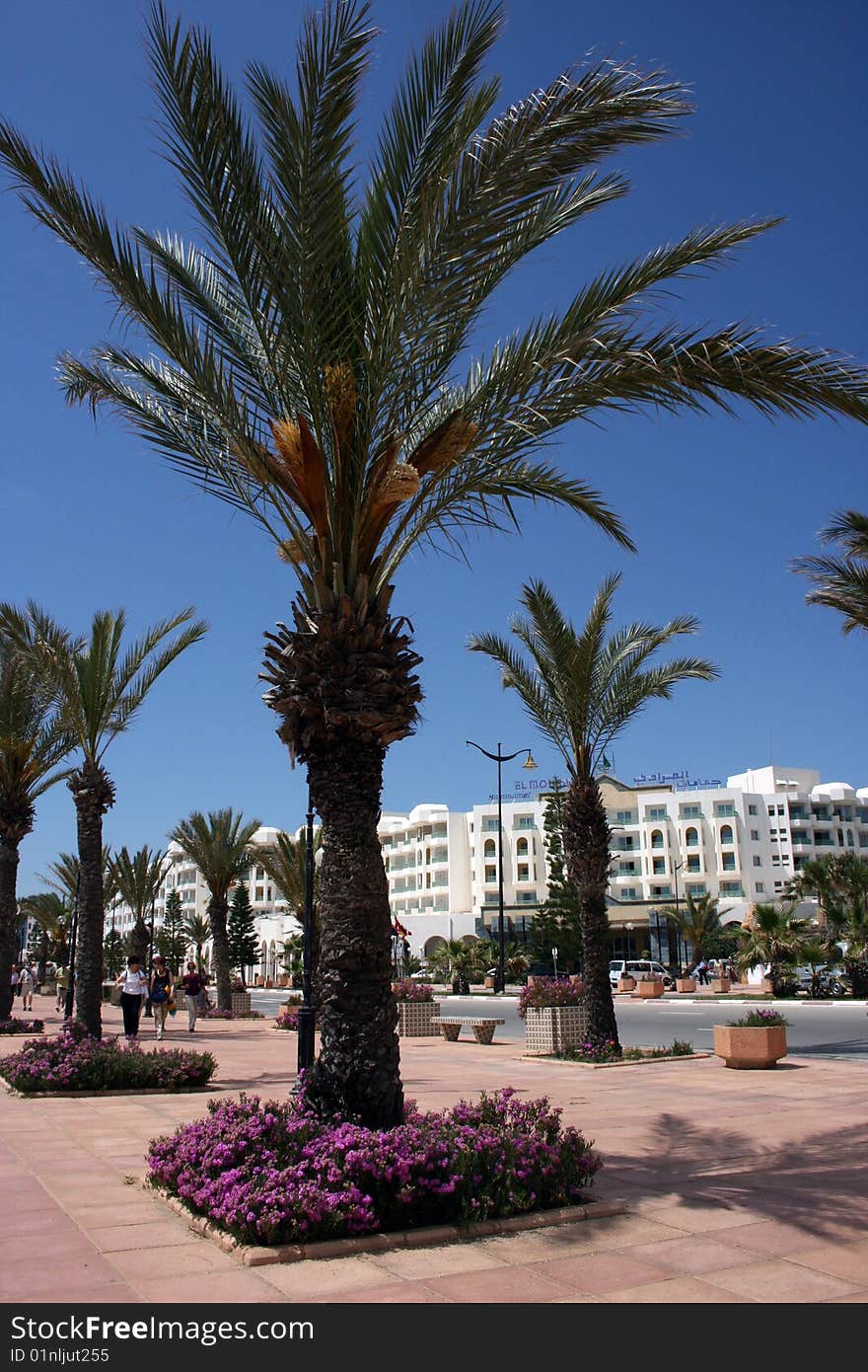 Boulevard With Palm Tree