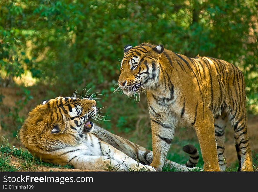 Tiger in the Wild Animal Park