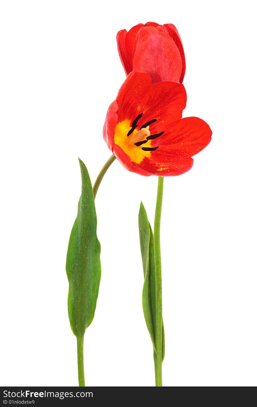 Beautiful red tulips on a white background