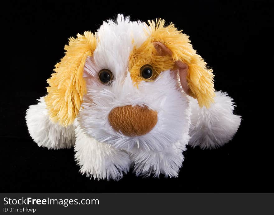 Teddy Dog