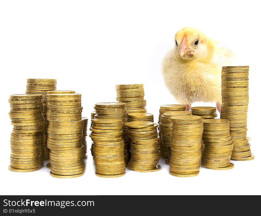 Chicken among yellow coins on a white background. Chicken among yellow coins on a white background