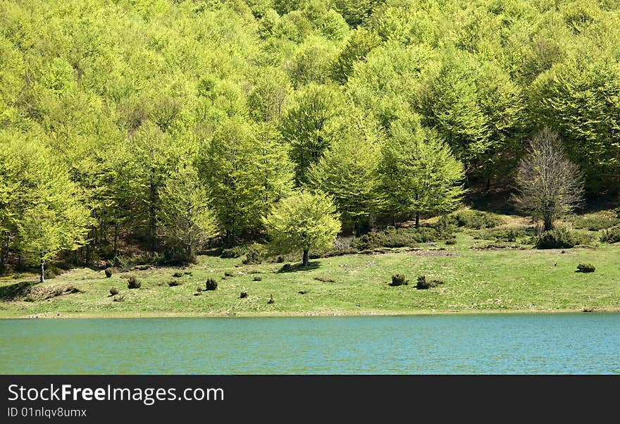 Trees in the lake of lagastrello