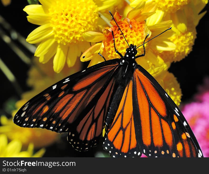 Butterfly on flowers (Monarch, Danaus plexippus). Butterfly on flowers (Monarch, Danaus plexippus)