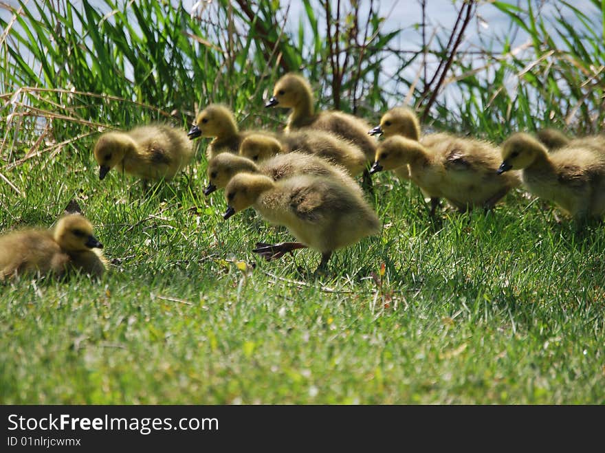 Goslings in the grass