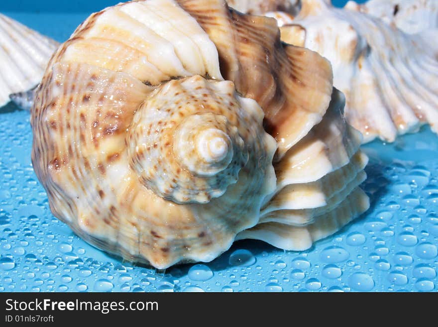 Small sea shell on blue background