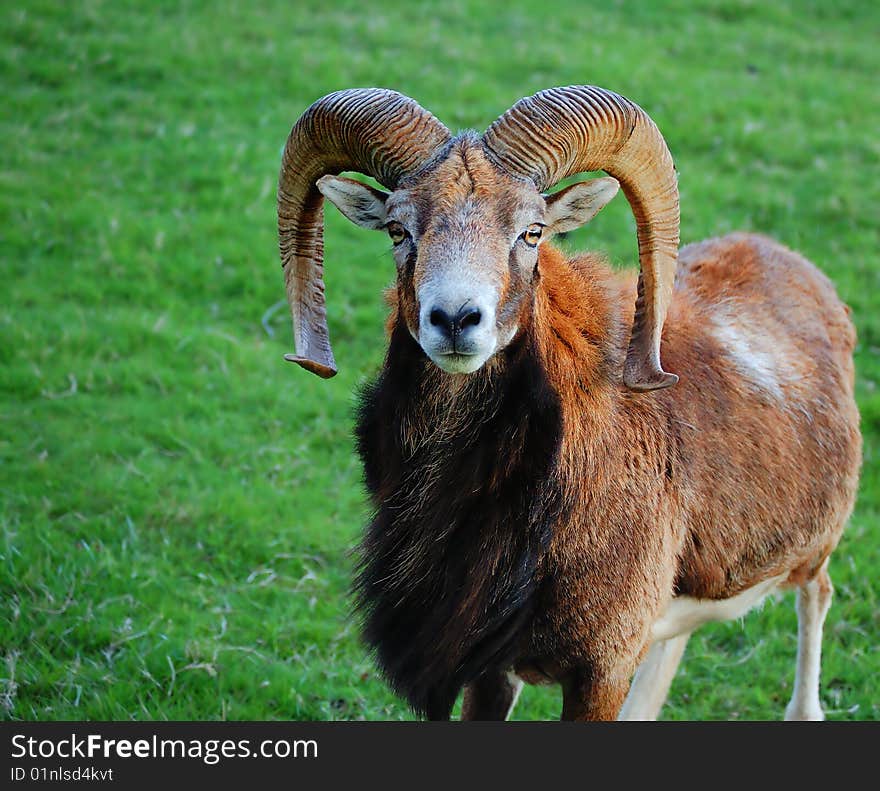A curled horned sheep standing in a field facing straight ahead. A curled horned sheep standing in a field facing straight ahead.