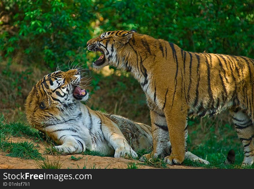 Tiger in the Wild Animal Park