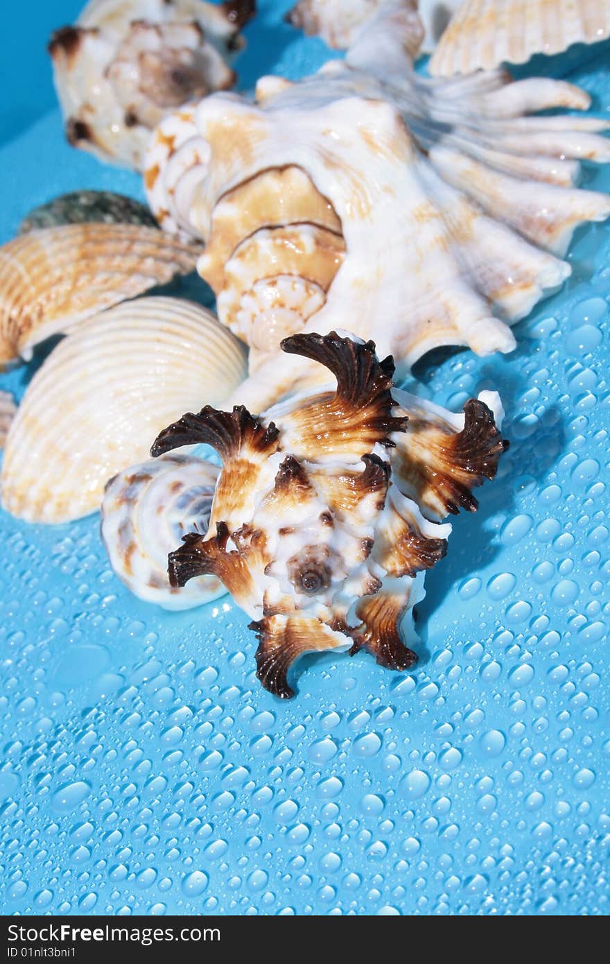 Small sea shell on blue background