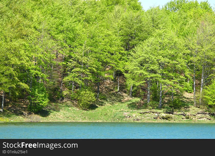 Trees in the lake of lagastrello