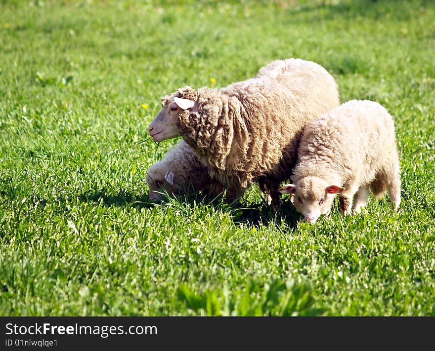 Sheep family - Mother & children on the green pasture.