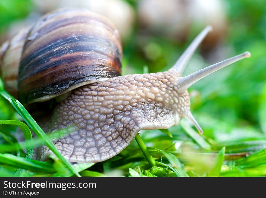 Snail on a green grass slowly creeping