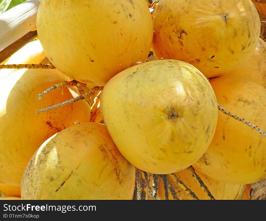 Coconuts Close Up